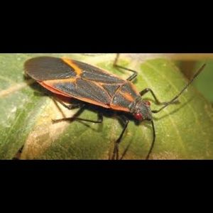 Meet your Posher, Jaedon